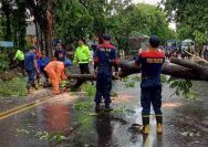 Gotong Royong Bersama Warga, Polisi Bantu Bersihkan Pohon Tumbang di Lamongan