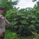 Polsek Lamongan Kota Laksanakan Monitoring Lahan Ketahanan Pangan di Desa Rancang Kencono