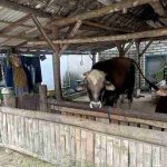 Patroli Dialogis, Polsek Solokuro Lamongan Berik Imbauan Pencegahan PMK Patroli Dialogis, Polsek Solokuro Lamongan Berik Imbauan Pencegahan PMK