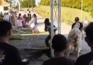 Viral!! Sapi Kurban Mengamuk di Lamongan, Seorang Warga Diseruduk Hingga Terpental