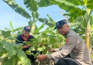 Polsek Lamongan Kota Monitoring Program Asta Cita Presiden RI Ketahanan Pangan di Desa Made
