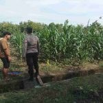 Polsek Kembangbahu Monitoring Program Pekarangan Bergizi (P2B) dan Ketahanan Pangan di Lamongan
