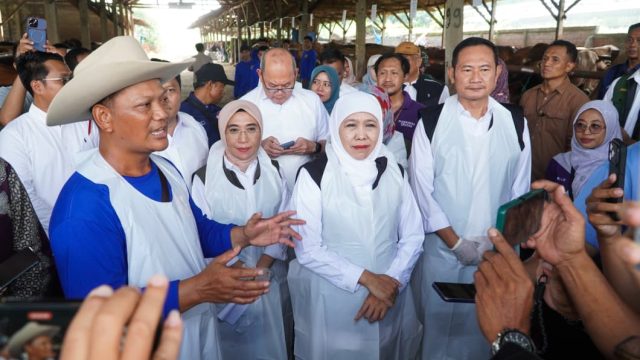 Bukan Cuma Terkenal Kulinernya, Lamongan Menjadi Daerah dengan Ketersediaan Sapi Terbesar di Jawa Timur