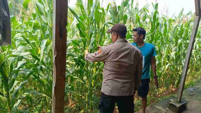 Dukung Ketahanan Pangan Nasional, Polsek Solokuro Monitoring Persiapan Panen Raya Jagung di Desa Tenggulun
