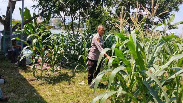Polsek Deket Lakukan Pengecekan Rutin Lahan Tidur Produktif untuk Dukung Asta Cita Presiden RI
