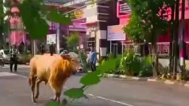 Sapi Kurban Lepas di Tengah Keramaian Hari Jadi Lamongan, Warga Panik Kejar hingga Nyaris Masuk Salon