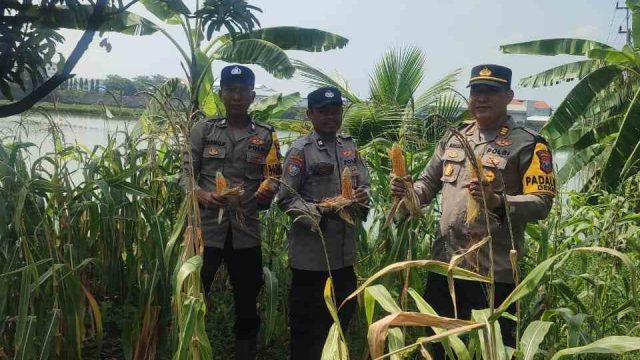 Panen Jagung di Lahan Tidur, Polsek Deket Bersama Warga Dukung Asta Cita Presiden