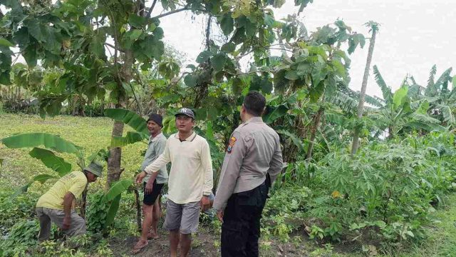 Polsek Deket Imbau Petani Tidak Gunakan Jebakan Listrik untuk Basmi Tikus Saat Musim Tanam Padi