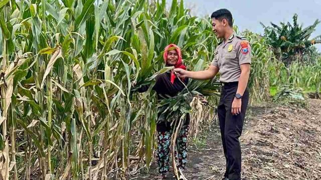Dukung Ketahanan Nasional, Polsek Babat Lakukan Pengecekan Rutin Komoditas Jagung