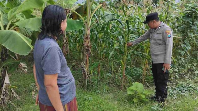 Dukung Ketahanan Pangan Nasional, Polsek Pucuk Monitoring Pekarangan Produktif di Gempolpading