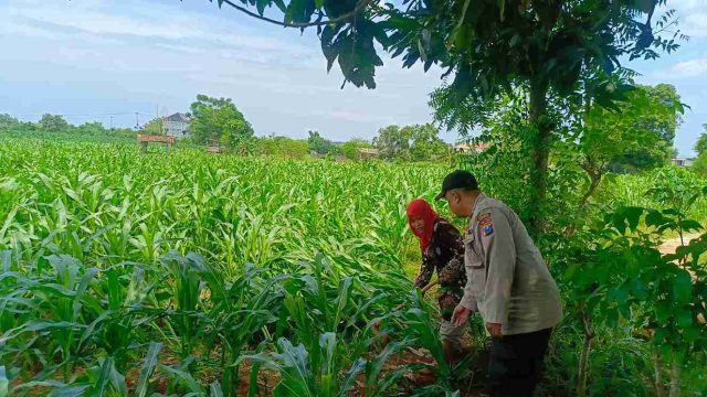 Dukung Program Ketahanan Pangan Nasional, Polsek Solokuro Monitoring Persiapan Panen Raya Jagung di Desa Tenggulun