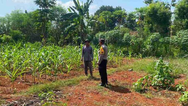 Polsek Solokuro Intensifkan Sambang Petani Jagung di Desa Dadapan, Dukung Program Ketahanan Pangan Nasional