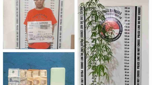 Nekat Tanam Ganja di Pot, Pria Paruh Baya di Pematangsiantar Diciduk Polisi