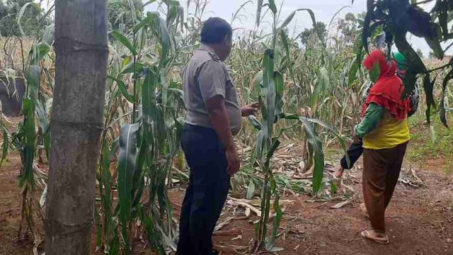 Jaga Ketahanan Pangan Nasional, Polsek Solokuro Respons Cepat Keluhan Petani Akibat Serangan Hama