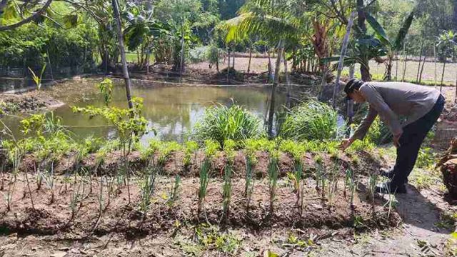 Perkuat Ketahanan Pangan, Polsek Kembangbahu Gencarkan Program Pekarangan Bergizi bagi Masyarakat