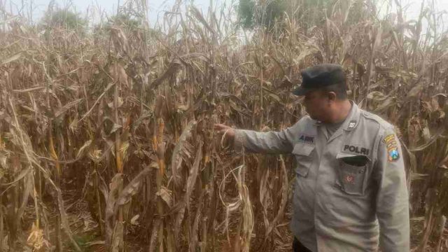 Dukung Swasembada Pangan Program Presiden, Polsek Solokuro Turun Gunung Pantau Panen Jagung Warga Tenggulun yang Diserang Hama