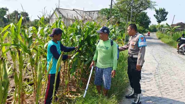 Dukung Ketahanan Pangan Nasional, Polsek Kembangbahu Monitoring Optimalisasi Lahan P2B di Lamongan