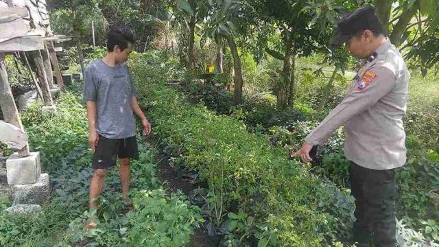 Dukung Swasembada Pangan, Polsek Pucuk Intensifkan Monitoring Program Pekarangan Bergizi Warga