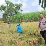 Polsek Kembangbahu Lamongan