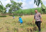 Polsek Kembangbahu Lamongan