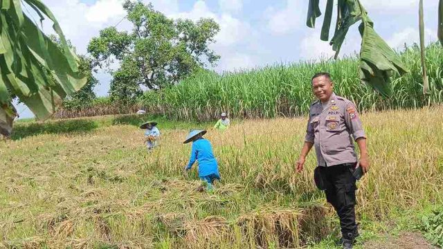 Polsek Kembangbahu Lamongan