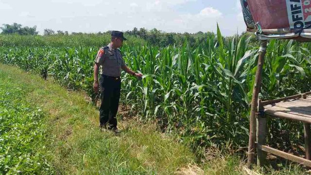 Perkuat Ketahanan Pangan, Polsek Kembangbahu Monitoring Program Pekarangan Bergizi di Lamongan