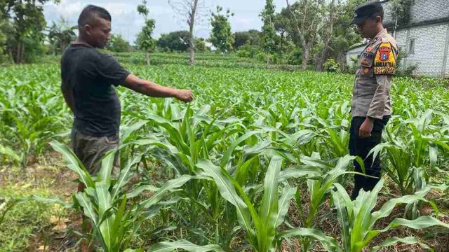 Dukung Swasembada Pangan, Bhabinkamtibmas Polsek Solokuro Dampingi Petani Desa Payaman Kelola Lahan Jagung