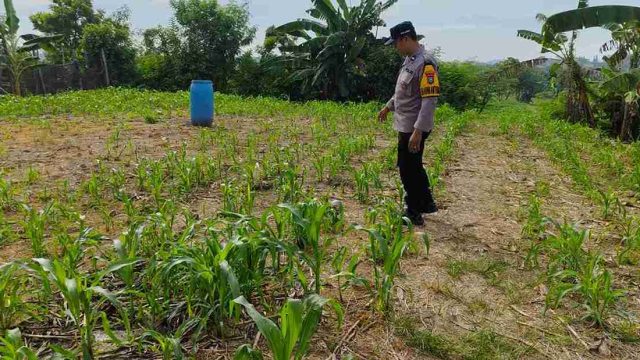 Dukung Ketahanan Pangan Nasional, Polsek Kembangbahu Monitoring Program Pekarangan Bergizi di Lamongan