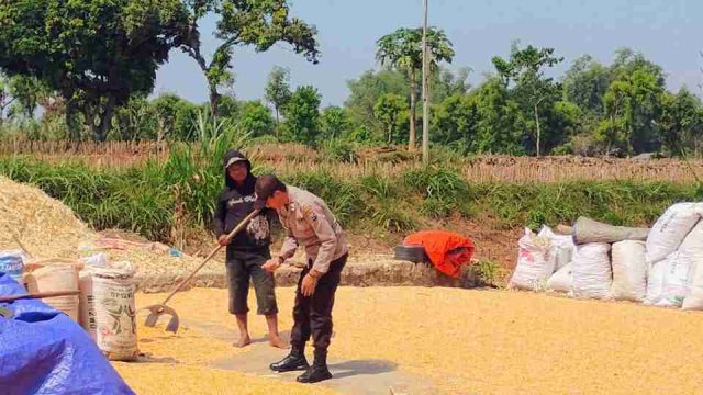 Amankan Stabilitas Harga, Polsek Solokuro Monitoring Pasca Panen Raya Jagung dan Ajak Petani Jual ke Bulog