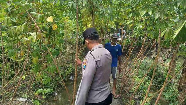 Dukung Swasembada Pangan, Polsek Pucuk Intensifkan Monitoring Lahan Pertanian dan Pekarangan Warga