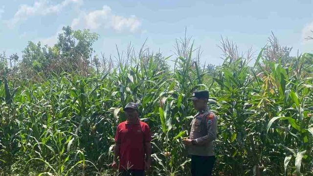Dukung Swasembada Pangan Nasional, Polsek Solokuro Kawal Persiapan Panen Raya Jagung di Desa Banyubang