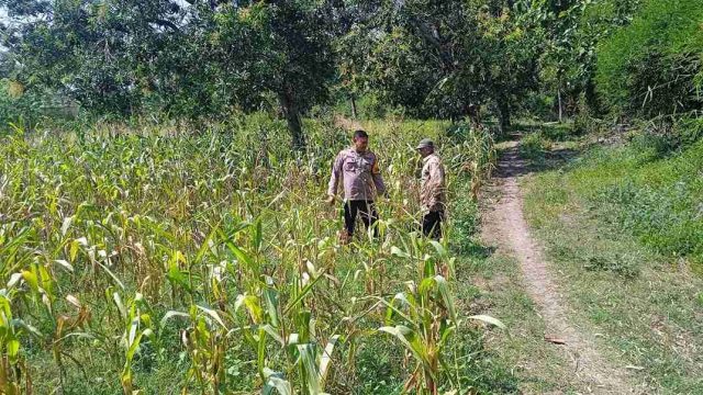 Dukung Ketahanan Pangan Nasional, Polsek Kembangbahu Monitoring Program Pekarangan Bergizi di Desa Pelang
