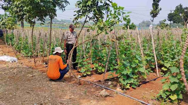 Dukung Ketahanan Pangan, Polsek Solokuro Polres Lamongan Intensifkan Pendampingan Petani Melon di Takerharjo