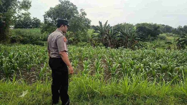 Dukung Ketahanan Pangan Nasional, Polsek Kembangbahu Monitoring Optimalisasi Program Pekarangan Bergizi
