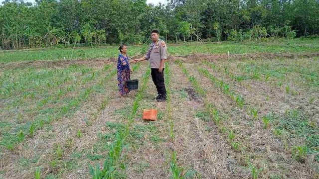 Dukung Ketahanan Pangan Nasional, Polsek Kembangbahu Monitoring Program Pekarangan Bergizi di Desa Kaliwates