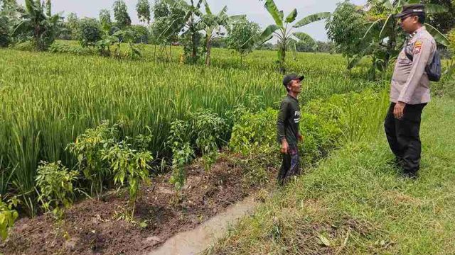 Dukung Ketahanan Pangan Nasional, Polsek Kembangbahu Monitoring Program Pekarangan Bergizi dan Pemanfaatan Lahan