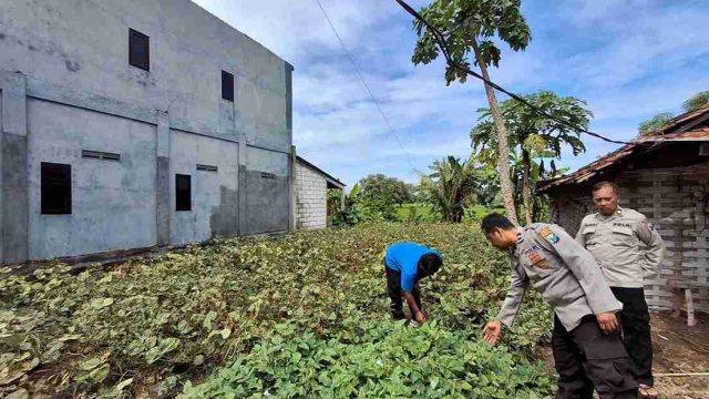 Perkuat Swasembada Pangan, Polsek Sarirejo Monitoring Lahan Pertanian Kacang Hijau Siap Panen