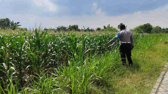 Dukung Ketahanan Pangan Nasional, Polsek Kembangbahu Monitoring Optimalisasi Lahan P2B