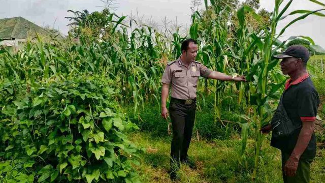 Dukung Swasembada Pangan Nasional, Polsek Sarirejo Monitoring Lahan Jagung Warga di Dermolemahbang
