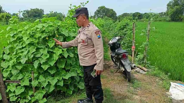 Dukung Swasembada Pangan, Polsek Sarirejo Gencarkan Monitoring Ketahanan Pangan di Desa Dermolemahbang