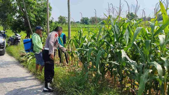 Dukung Ketahanan Pangan Nasional, Polsek Kembangbahu Monitoring Program Pekarangan Bergizi di Desa Kaliwates
