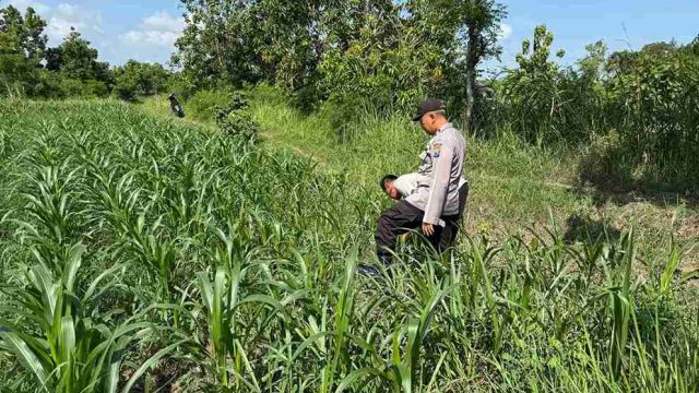 Dukung Swasembada Pangan Nasional, Polsek Sarirejo Intensifkan Monitoring Lahan Pertanian Warga