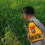 Lamongan