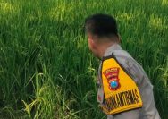 Lamongan