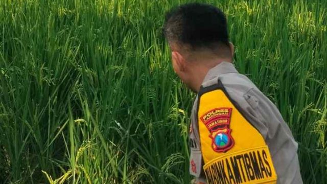 Lamongan
