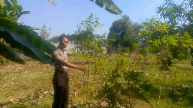 Dukung Ketahanan Pangan Nasional, Polsek Solokuro Polres Lamongan Tinjau Langsung Budidaya Tanaman Umbi di Desa Tenggulun