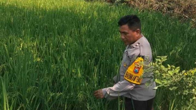Mendukung Asta Cita Presiden, Polsek Karangbinangun Tinjau Pekarangan Pangan Bergizi di Desa Sambopinggir