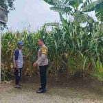 Lamongan