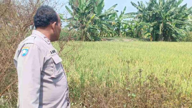 Dukung Asta Cita Presiden, Polsek Karangbinangun Monitoring Pekarangan Pangan Bergizi di Desa Sambopinggir