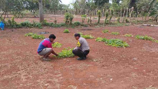 Polsek Solokuro Lamongan Monitoring Pascapanen Jagung di Desa Tenggulun, Dukung Ketahanan Pangan Nasional